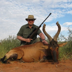 Red Hartebeest