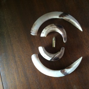 Boar tusks