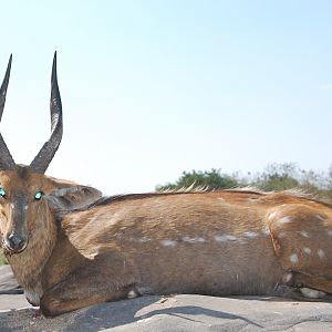 16 in bushbuck