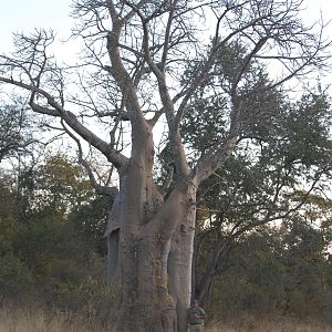 baobab