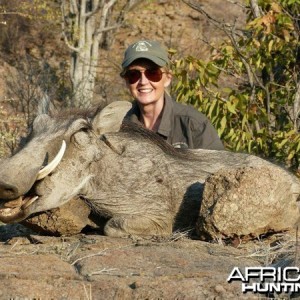 Warthog hunted at Westfalen Hunting Safaris Namibia