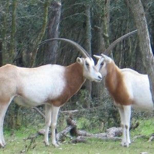 Scimitar Oryx