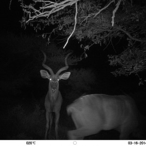 2 kudu bulls