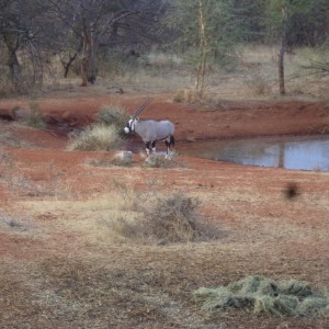 Gemsbok