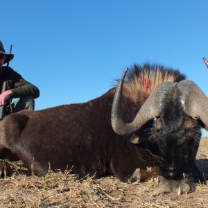 Black Wildebeest hunted with Ozondjahe Hunting Safaris in Namibia