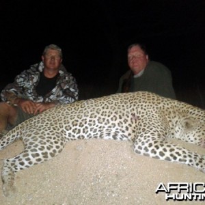 Leopard hunted with Westfalen Hunting Safaris in Namibia