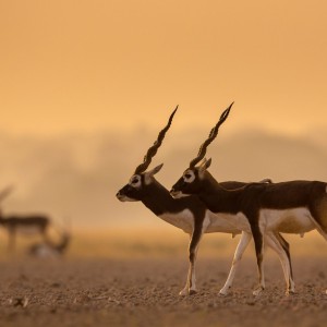 Black buck