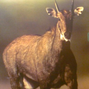 Nilgai