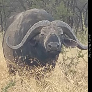 Buffalo Serengeti Tanzania