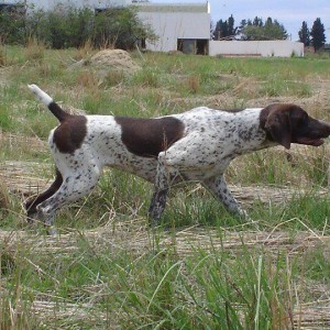 Awesome GSP's in South Africa