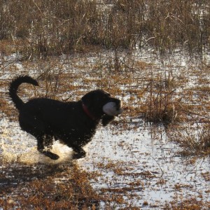 Umdende Clayton Comins Hunting Safaris