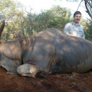 Magnificent Eland Bull