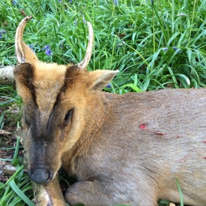 Chinese water deer