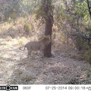 LION on bait in Tanzania