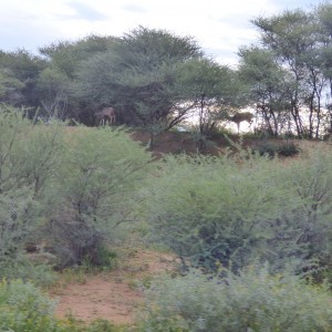 Kudu