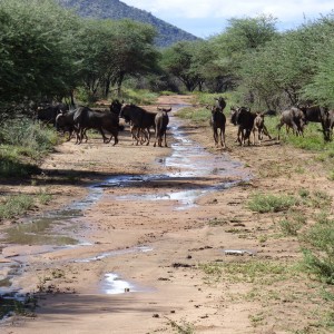 Blue Wildebeest after rain