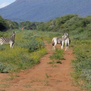 Burchell's Zebras