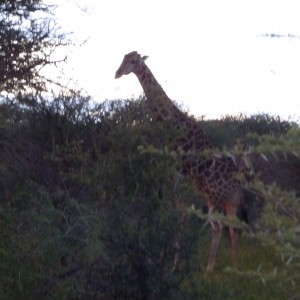 Bull giraffe 1