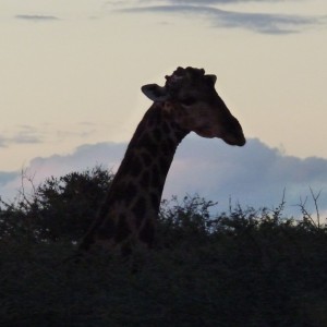 Bull giraffe close up