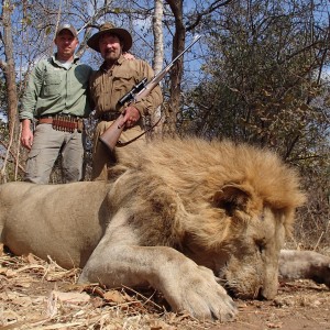 Lion - Bullet Safaris