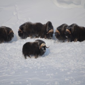 Barren Ground Musk-Ox Hunt