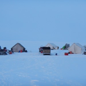 Barren Ground Musk-Ox Hunt