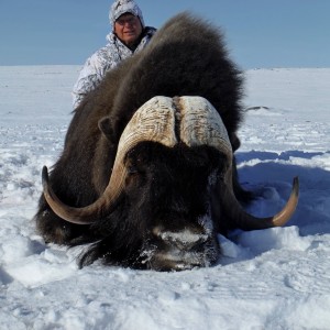 Barren Ground Musk-Ox Hunt