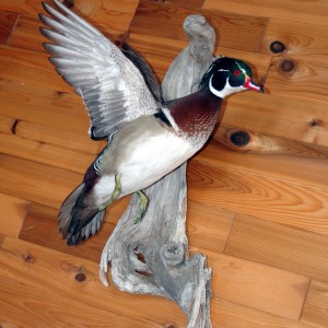 Drake Woodduck