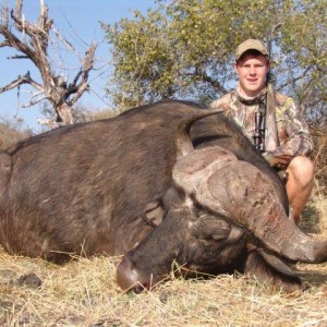 EXCELLENT BUFFALO TROPHIES SHOT AT WOODLANDS, ZIMBABWE