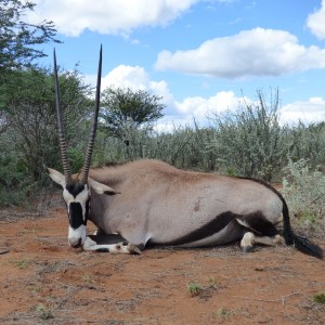 Trophy oryx female