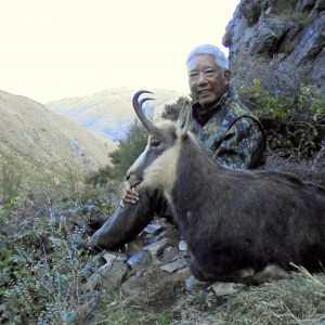 New Zealand South Island chamois