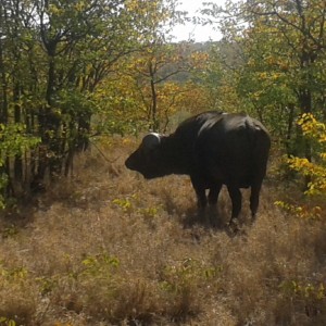 Buffalo bull