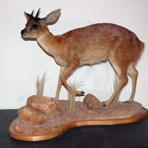 Cape Grysbok Mount