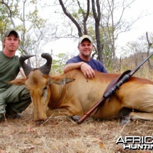 Lichtenstein Hartebeest Mozambique