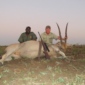 Eland Cow, Alldays Limpopo