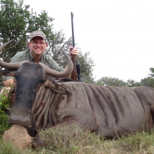 Blue Wildebeest