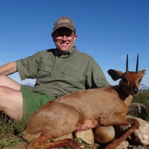 Steenbok