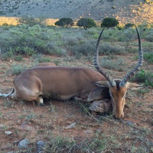 Impala