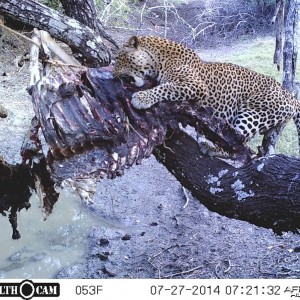 Leopard on bait Hunting Tanzania