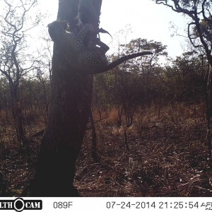 Leopard on bait Hunting Tanzania