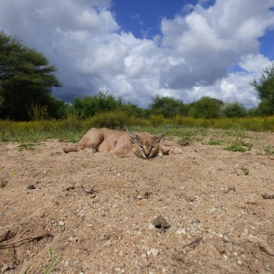 Caracal