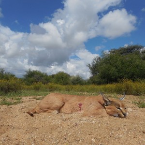 Caracal