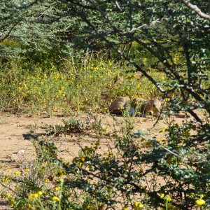 Young springbok