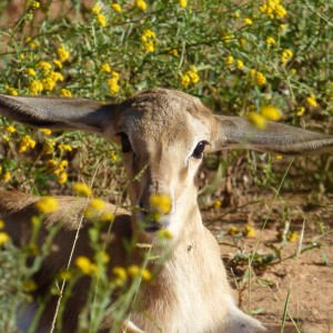 Young springbok