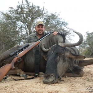 Blue Wildebeest