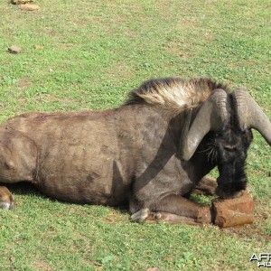 Black Wildebeest