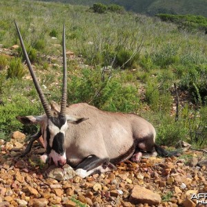 Gemsbok