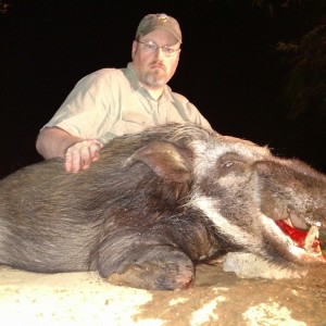 bushpig by moonlight