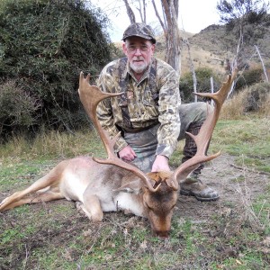 Fallow deer