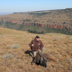 Black Wildebeest